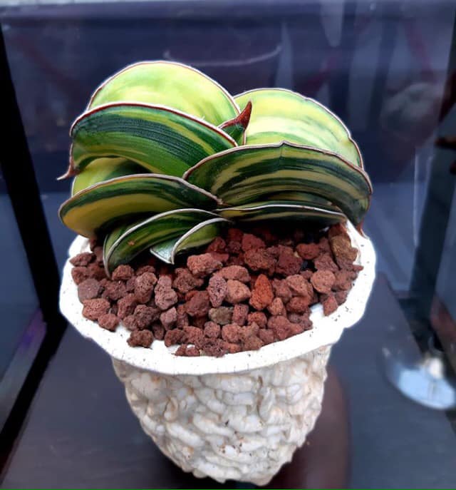 Why this plantito refuses to sell his plant, even when offered 10 million pesos • PhilSTAR Life